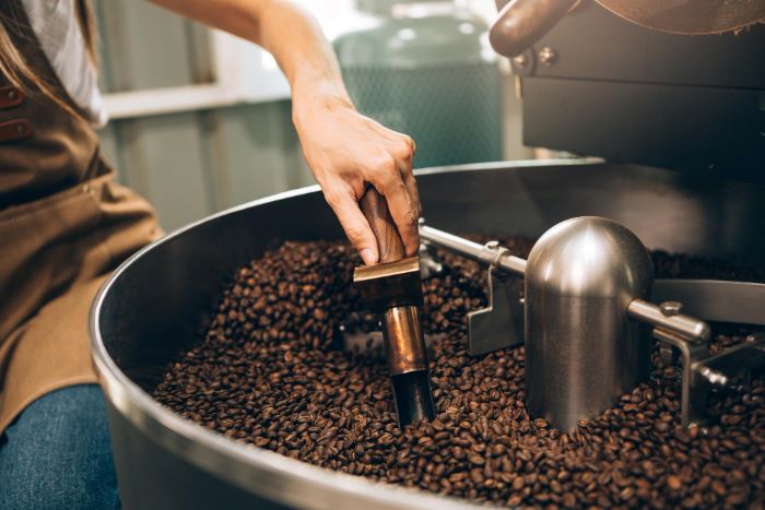 close up barista wanita pemanggang kopi profesional memeriksa kualitas dan aroma biji kopi panggang dari pabrik mesin